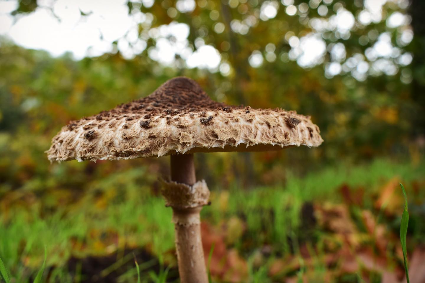 Grote parasolzwam

#paddenstoelen #mushrooms #fungi #herfst #macrophotography #macrofotografie #paddestoel #groteparasolzwam #parasolzwam #natuur #natuurfotografie #natuurinnederland #natuurfotografie_nl #natuurliefhebber