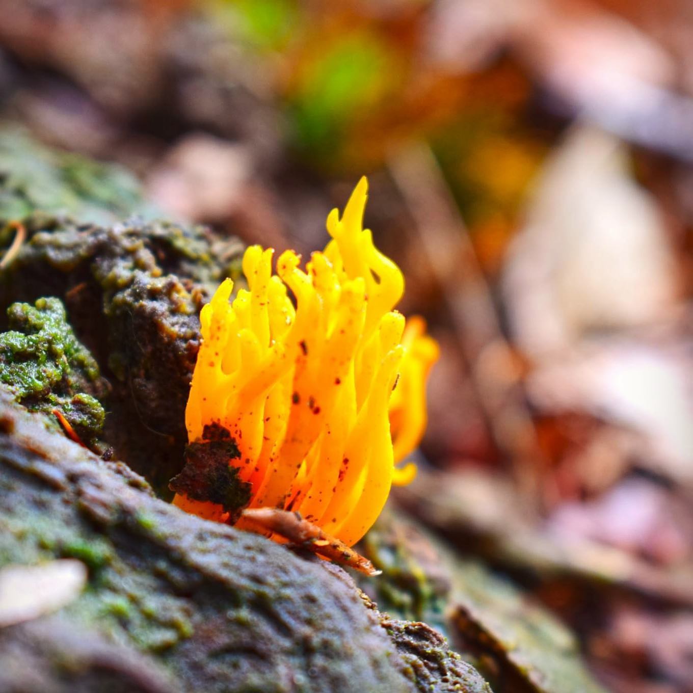 Kleverig koraalzwammetje

#paddestoelen #mushrooms #mushroom #macrophotography #macro_brilliance #macrophotography #macrofotografie #naturephotography #natuurfotografie #natuur #herfst #bos #wandelen #ig_holland #holland #zoomnl #dutch_connextion #ig_nature