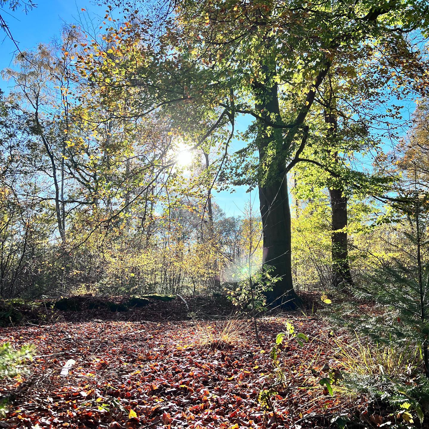 Heerlijke zonnige zondagmiddag! ☀️☀️🍂🍁

#herfst #autumn #sun #sunday #fun #happy